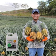 Baja Sotong Organik SAA Foliar Squid Amino Acids EM4 Squid Emulsion 5L Baja Daun Akar Probiotik BioB