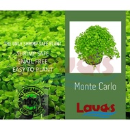 Monte Carlo - Potted - Carpet plant aquarium waterplant (LAVAS AQUAPLANT)