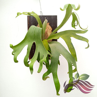 Wood Board for Mounting Plants Orchid Board Platycerium/Staghorn/Fern Mounting Board by LS Group