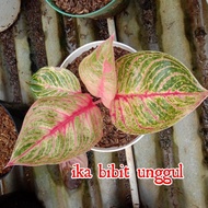 [Dijual] bibit bunga aglonema hughes [berkualitas]