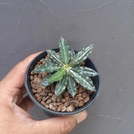 euphorbia tulearensis x parvichyatophora