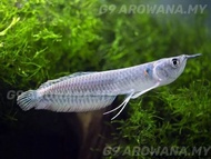 READY STOCK!!! LIVE FISH SILVER AROWANA 9INCH+/- !!!! 现货 活体活鱼 银龙鱼 9寸+/- !!!! IKAN KELISA SILVER 7inc