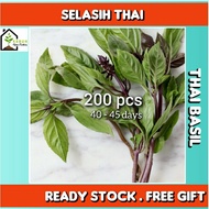 Biji benih Selasih Thai / Thai Basil