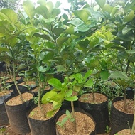 Spesial Pohon Jeruk Bali Pamelo-Bibit Pohon Jeruk Bali