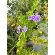 紫色花 金露花 Duranta purple / bunga langit Outdoor plant