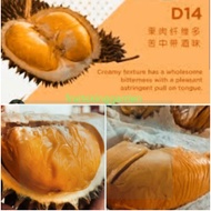 Anak Pokok Durian D14 Kawin 2 Feet ++