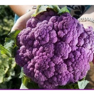 Broccoli Cabbage Cauliflower  Seeds