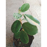 Ficus Nana (Money Plant)