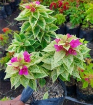 Bibit Bunga Bugenvil Jewel 21 ORIAN / Bougenville Jewel 21 Siap Berbunga