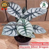 Best! Tanaman Hias Alocasia Silver Dragon - Alocasia Dragon Silver