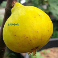 bibit tin jenis lsu gold