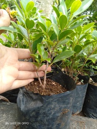 Bibit kimeng bahan isi 5 pohon bonsai small-BELI 10 GRATIS 1