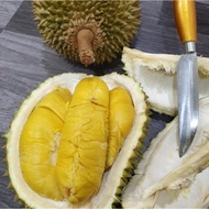 🔥🔥🔥BAJA DURIAN MUSANG KING D24 DURI HITAM DURIAN KAMPUNG ( 13 dalam 1 ) - READY STOCK