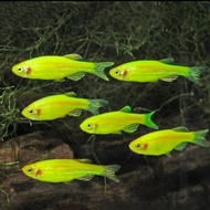 Danio Zebra Hijau / Danio Green
