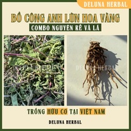 Complete Combo of Dandelion Dwarf Dandelion | Original roots + Leaves | Organic Growing | Deluna Her
