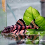 L397 Alenquer Tiger Pleco / Dwarf Pleco Panaqolus sp. Captive breed Collectors pleco Freshwater Aqua