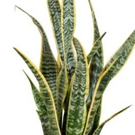 Snake plant/lidah mertua/Real Live Plant/ Snake Plant/sanseviaria trifasciata