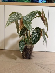 山王秋海棠 粉錦秋海棠 富士山秋海棠