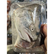 Norwegian Fjord Trout Salmonidae | Salmon Head