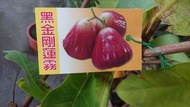 [售]黑金剛蓮霧高壓苗/請先來電詢價