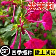 現貨  特價 小欣百貨  紫茉莉種子 地雷花鮮花籽紫色花草胭脂花宿根花卉多年生景觀花海