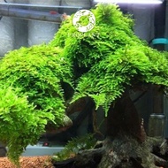 🔥 Mini Christmas Moss 🔥 Vesicularia sp. "Mini Christmas" ( Low Tech Plant / Aquarium / Carpet Plant / No Co2 / Aquatic Live Plant )