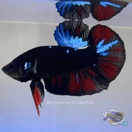 Ikan Cupang Hias Plakat Red White Nemo Dragon Nemo Avatar Betta Fish