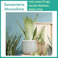 PBN - sansevieria moonshine - can put indoor lidah jin silver leaf snake plant real live plant Pokok