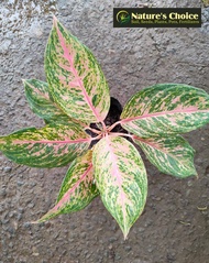 Aglaonema Laksap (Limited Stocks Only) with FREE garden soil plastic pot and marble chip pebbles - p