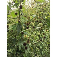 3KG GRAVING TREATMENT OF TWO TREES
