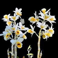 Dendrobium Bensonii หวายเบนโซ กล้วยไม้หายาก