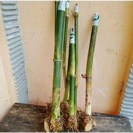 HIJAU GREEN BIU CUTTINGS CHINESE BIU CUTTINGS AWI HEJO GREEN BONGGOL MOP CUTTINGS
