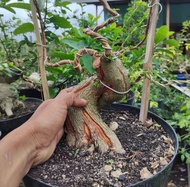 bonsai sancang prospek