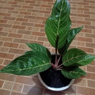 tanaman aglonema black kresna remaja 4-5 daun