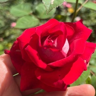 Hoa Hồng Ngoại Monica màu đỏ tươi - 2 da (lớp màu) cao 50-60cm đang nụ có hoa quanh năm hoa size to