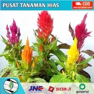 ( BISA COD ) Bunga Hias Jengger Ayam Merah & Kuning / Tanaman Hias Jengger Ayam / Tanaman Hidup Jeng