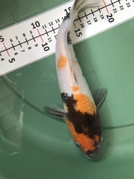 Ikan Koi Showa Import