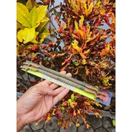 Sogon's Order/KONIN Contains Two SUPER Drought Signs