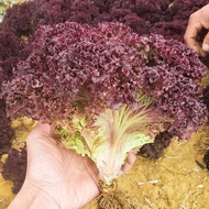 Benih Daun Salad Merah Ungu 80pcs/Red Coral Lettuce/紫红叶生菜