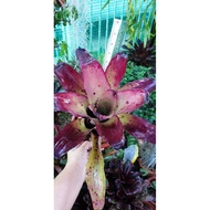 Bromeliad Neoregelia, actual plant as per picture (no id)