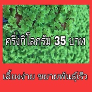 แหนแดง พันธุ์กรมวิชาการเกษตร (ไมโครฟิลล่า) ขนาด 500 กรัม + ปุ๋ยคอกแห้ง 100 กรัม เพื่อนำไปเพาะเลี้ยง 