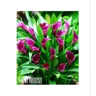 BIBIT BIJI BENIH LILY CALLA IMPORT