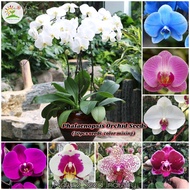 [High Germination] Mix Phalaenopsis Seeds for Planting (50 seeds/pack, Suitable for Growing In Malaysia) - Potted Orchid Plant Seed Garden Flower Plants Bonsai Tree Live Plants Outdoor Indoor Real Air Plant Flowers Decor Flower Seeds Fast Grow Benih Bunga