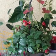 tanaman gantung lipstik bunga merah rimbun segar plus pot Berkualitas