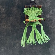 皮革製 女王鹿角蕨上板_送禮/收藏