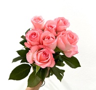 Fresh Flower Stock Pink Rose Diana Pink Cameron Highlands Colour