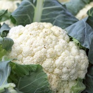 20 Cauliflower Seeds Garden Seeds Vegetable Seeds for planting Vegetable (fr SG)