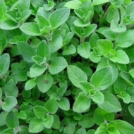 Biji Benih Oregano Greek Mr.Fothergills