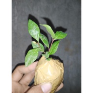 Laurel Plants BayLeaf Seedling Pampaswerte Seeds