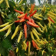 15  Benih cabe rawit ORION
